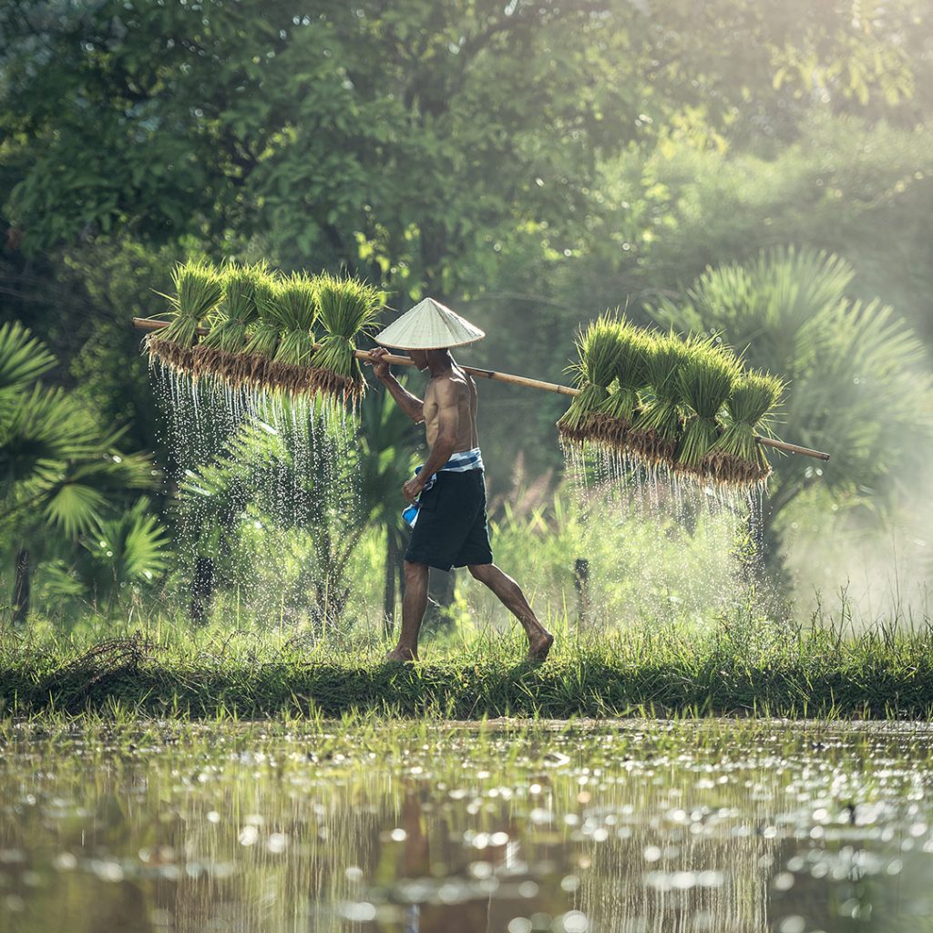 Story of Subak - Delivering Seeds