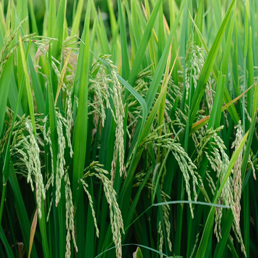 Story of Subak - Green Paddy