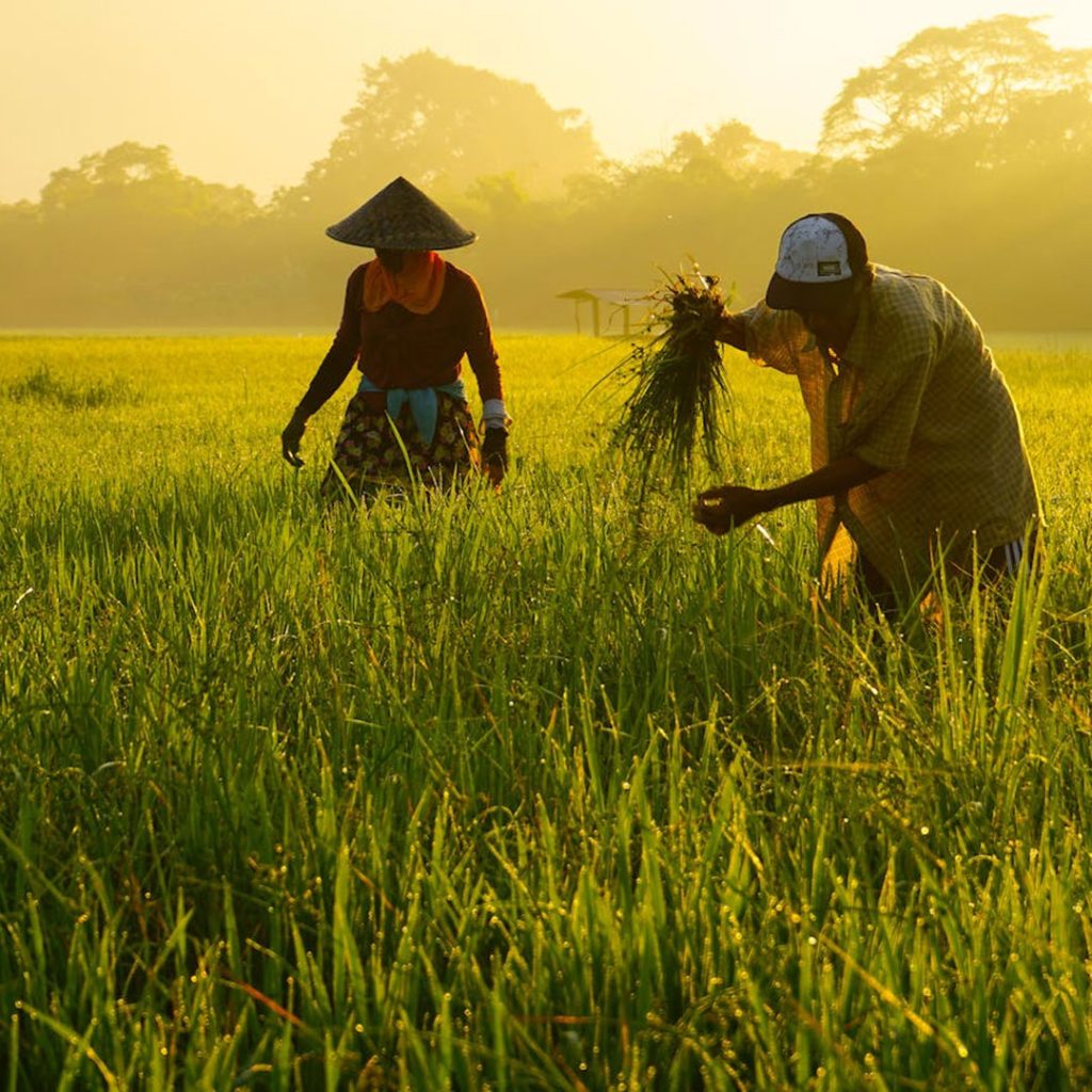 Story of Subak - Harvesting