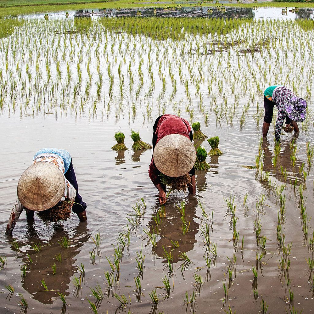 Story of Subak - Planting