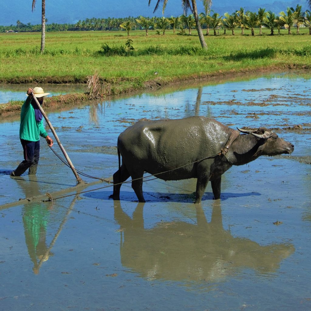 Story of Subak - Plowing