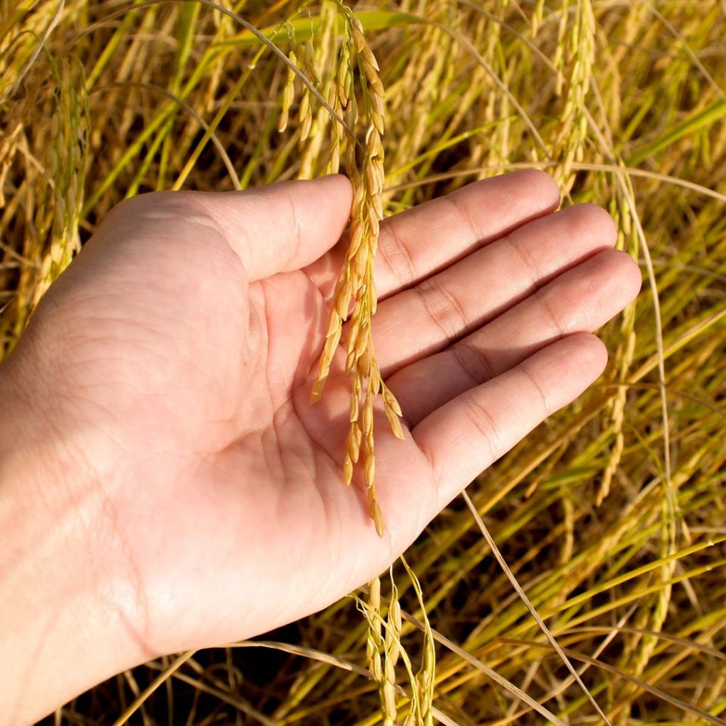 Story of Subak - Yellow Paddy